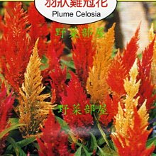 【野菜部屋~】Y12 羽狀雞冠花Plume Celosia~天星牌原包裝種子~每包17元~