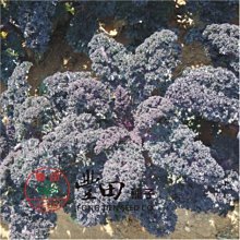 【野菜部屋~】H27 紅珊瑚羽衣芥藍種子6粒 , 生長旺盛 , 葉質地柔軟 ,每包15元~