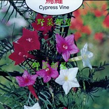 【野菜部屋~】Y50 蔦蘿Cypress Vine~天星牌原包裝種子~每包17元~