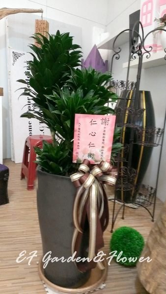 【EF Garden&Flower】阿波羅(中)千年木 新居落成/開幕誌慶/步步高陞