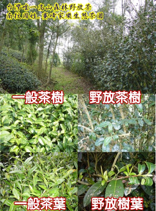 賽峰茶王【紅心奇種野放茶】(輕焙)75g二兩試喝 百年老樹種紅心鐵觀音，媲美上萬元雲南野放茶《老禪燒茶。台灣老茶功夫茶》