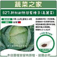 【蔬菜之家滿額免運】B27.新秋耐熱甘藍種子(高麗菜) 0.3克(約50顆)