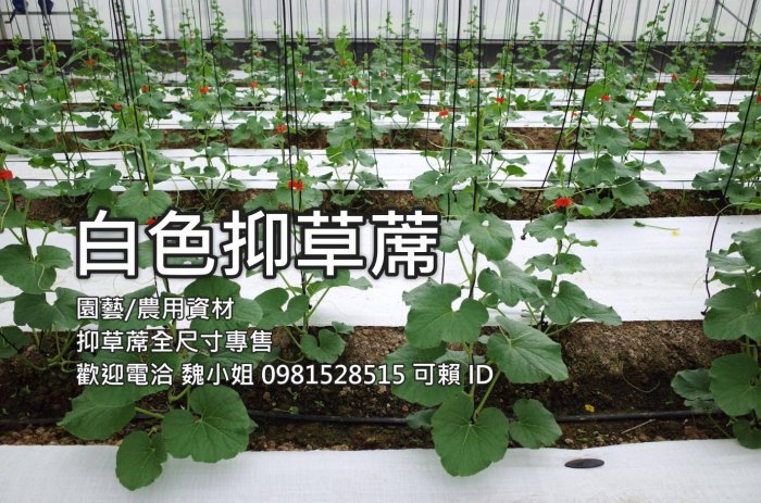 ⭕️白色抑草蓆⭕️1尺-6尺✌️可客製長度溫室專用台灣製造現貨供應降溫增加光照白色抑草蓆雜草蓆 防草蓆蓋草蓆