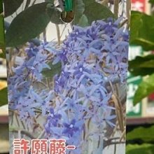 花花世界_圍籬樹苗 ** 大花錫葉藤(紫色) ** 7-8吋盆 /高50-80cm/ MA*無法超取*