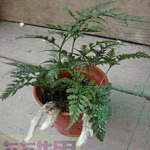 花花世界-蕨類 ** 兔腳蕨** 3吋盆/高5-12cm /葉形優美/(5吋吊盆 缺)