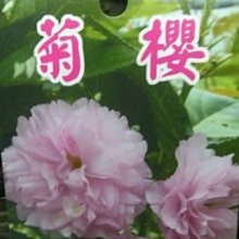 花花世界_落葉喬木* 菊櫻*6-8吋盆/高60cm-150cm/MA*無法超取*