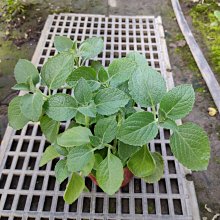 花花世界_香草植物*到手香(大葉//斑葉)*左手香/5吋盆/高12-15cm/MA