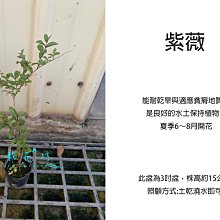 心栽花坊-紫薇/小花紫薇/九芎/隨機花色/3吋/開花植物/綠籬植物/售價50特價40