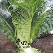 【野菜部屋~】G14 金品長型白菜種子0.7公克 , 葉球直筒長型 ,食味品質優良 , 每包15元 ~