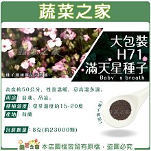 【蔬菜之家滿額免運00H71】大包裝.滿天星種子8克(約23000顆)(小花) 艷紅※不適用郵寄掛號配送※