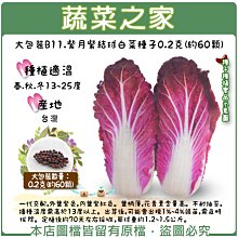 【蔬菜之家滿額免運00B11】大包裝.紫月紫結球白菜種子0.2克(約60顆)※此商品不適用郵寄掛號※