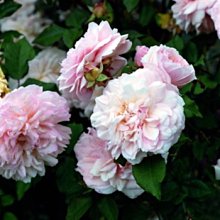 美美大花濃香藤本月季苗 庭院陽臺花園爬藤芳香花卉植物四季開花3入/（OGR古典玫瑰） (中香~強香)