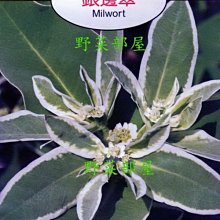 【野菜部屋~】Y31 銀邊翠Milwort~天星牌原包裝種子~每包17元~