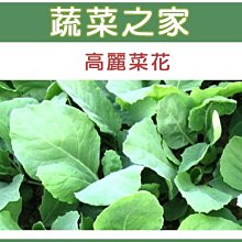 【蔬菜之家滿額免運00A09】大包裝.高麗菜花種子180克(約3.6萬顆)(黃花芥藍菜、芥蘭菜)※此商品運費請選宅配