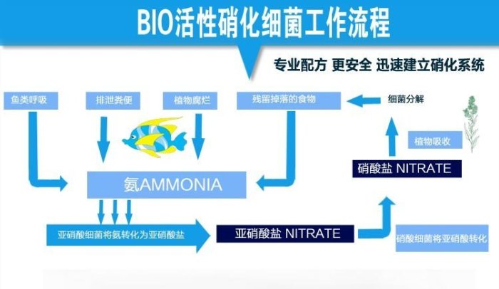 職人工具 水族用品  Bio Digest 法國 新款 50億 超級活性硝化菌  1盒(30支裝)