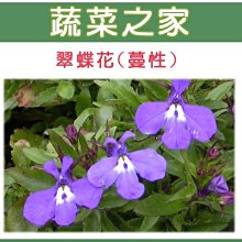 【蔬菜之家滿額免運】大包裝H29.翠蝶花(蔓性六倍利)種子1克(約5000顆)  ※此商品不適用郵寄