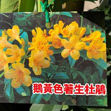 (缺貨中)花花世界_常綠灌木*著生杜鵑(不挑花色)(高版)*7吋盆/高約60-100cm/MA