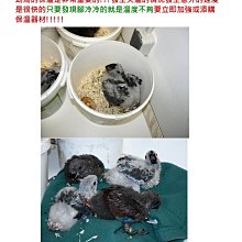 商品縮圖-12