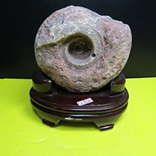 【競標網】天然漂亮斑彩鸚鵡螺原礦950克(贈座)(網路特價品、原價1500元)限量一件