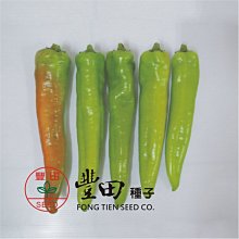 【野菜部屋~】M03 牛魔王牛角椒種子15粒 , 辣味適中 , 著果力強 , 產量高 , 每包15元~