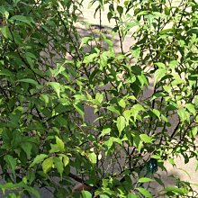 元茂園藝龍潭聖亭路園區 西洋梅/郁李 四年盆栽 花期長花量大