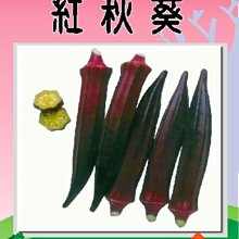 【野菜部屋~】K15 日本幸福紅秋葵種子1公克 , 品質細嫩 , 每包15元~