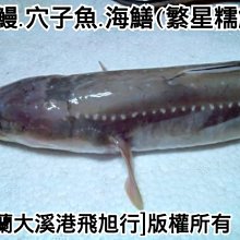 星鰻 穴子魚 海鱔 繁星糯鰻 Yahoo奇摩拍賣