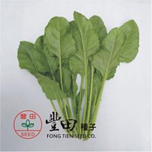 【野菜部屋~中包裝】A27 夏優菾菜種子225公克 , 山菠菜 , 耐熱性強 , 每包250元~