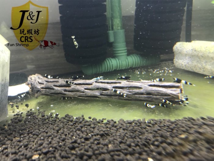 玩蝦坊(Fun Shrimp)水晶蝦 水族週邊 天然多孔軟性沉木 粗(蛇王木)6 英寸 約 15 公分