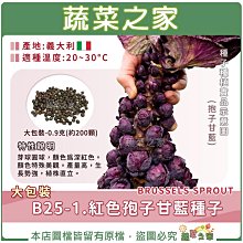 【蔬菜之家滿額免運】大包裝B25-1.紅色孢子甘藍種子0.9克(約200顆)(抱子甘藍)   ※不適用郵寄