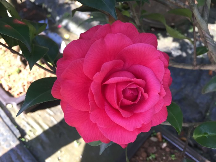 【盛宏茶花】茶花品種︱5吋盆原棵茶花︱東京紅玫瑰