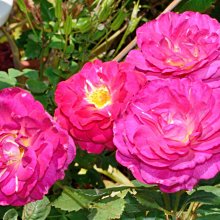 美美大花濃香藤本月季苗 庭院陽臺花園爬藤芳香花卉植物四季開花2入/藍奧塔（F.L中輪玫瑰） (強香) 7吋盆