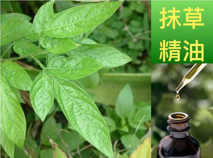 驅邪避毐《精油》抹草 / 茉草精油Leguminosae Oil👉進口鋁瓶分裝🌿️另有艾草 香茅 維吉尼亞雪松 等淨化精