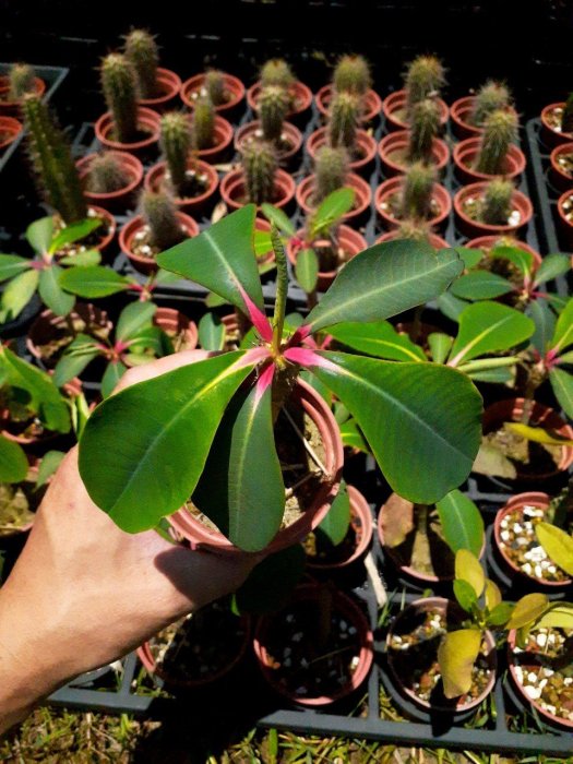 【石在好玩】伯傑麒麟 Euphorbia bergeri