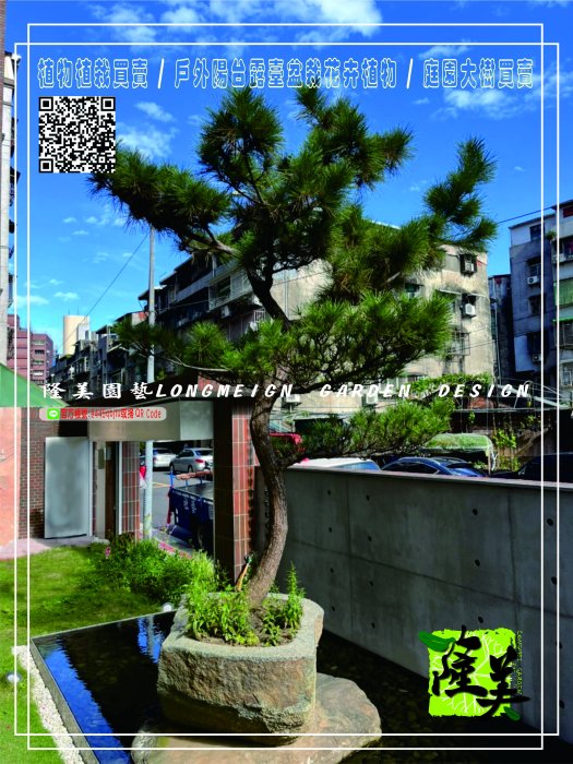 隆美園藝LONGMEIGN-樹的專賣店//雕塑款造型黑松盆栽