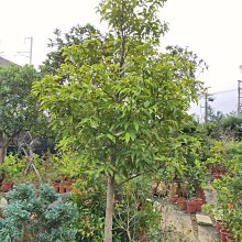 元茂園藝高鐵南路園區 驗收用兩米喬木 景觀肉桂樹 使用執照 綠地驗收