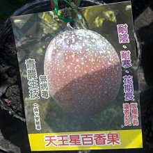 花花世界_水果苗**天王星百香果苗**4吋盆/高20-30cm/好栽種 甜度高/MA