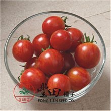 【野菜部屋~】L49 208條紋蕃茄種子10粒 , 紅帶金橙條紋 , 口味酸甜 , 蕃茄味道濃郁 , 每包15元~