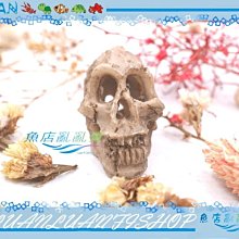 【魚店亂亂賣】仿真迷你人猿小頭骨4.5x3.5x5cm棲息躲避洞穴(蜘蛛.蠍子.幼魚)骷髏頭爬蟲水族裝飾造景