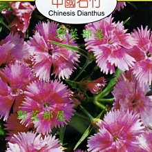 【野菜部屋~】Y27 中國石竹Chinesis Dianthus~天星牌原包裝種子~每包17元~