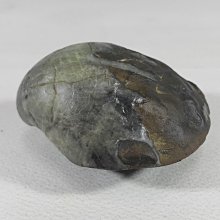 [銀九藝] 古生物 蚌化石 貝殼化石 (luh)
