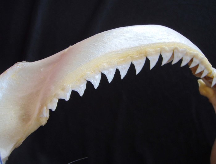 [公牛鯊嘴牙]44.5公分公牛鯊魚嘴..專家製作雪白無魚腥味!..是標本也是掛飾.!. #3.44.5x27
