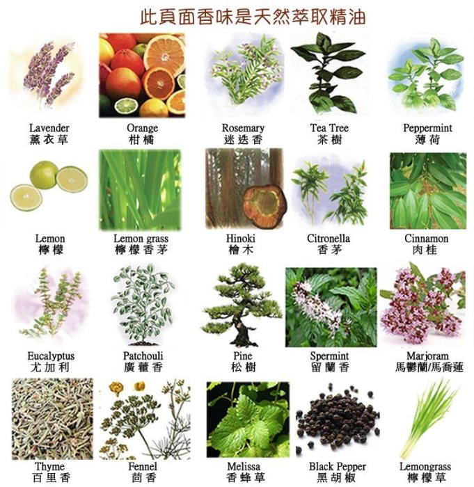 【香芝】汽車芳香小木桶純精油/香精擴香組 持久芳香 進口核木珠/櫸木瓶原木香氛瓶.擴香木棒適用車內 浴室 衣櫃 抽屜芳香