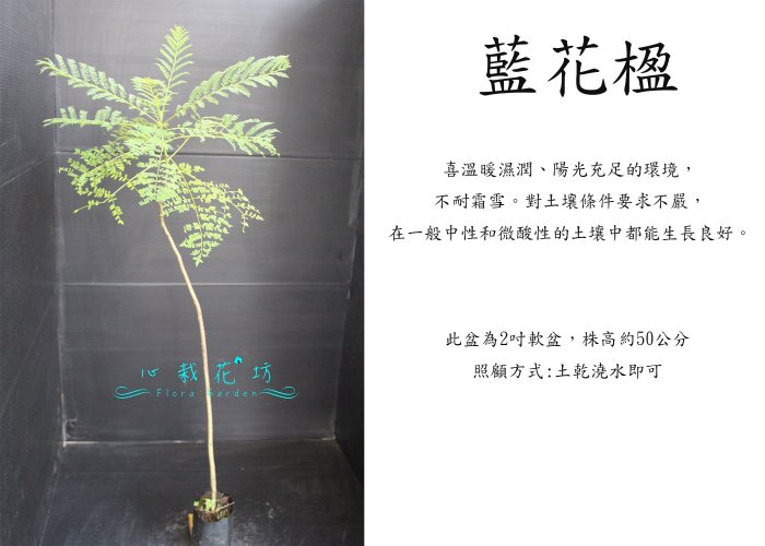 心栽花坊-藍花楹/3吋/開花植物/綠化植物/售價45特價40