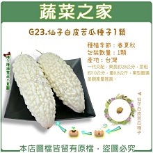 【蔬菜之家滿額免運】G23.仙子白皮苦瓜種子1顆(一代交配，果長約28公分，莖粗約10公分，重0.8公斤，果型豐滿)