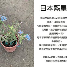 心栽花坊-日本藍星花/天藍尖瓣木/琉璃唐棉/彩冠花/藍星花/5吋/觀花植物/綠籬植物/綠化植物/售價250特價200