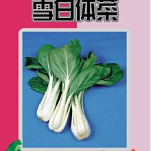 【野菜部屋~】F13日本雪白体菜種子5.3公克 , 全年皆可種植 , 每包15元~