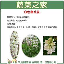 【蔬菜之家滿額免運】H06.白色魯冰花(旺花白色)種子10克(約25顆)(根系發達，生長迅速，耐旱、耐寒。可當觀賞或是綠肥植物)