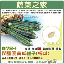 【蔬菜之家滿額免運】 G78-1.閃靈夏南瓜種子1顆(櫛瓜) F1 ，植株生長勢強健，本品種耐病力強、雌性佳，喜冷涼環境栽培。定植後約 35 -38 天開花