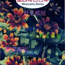 【野菜部屋~】Y77 墨西哥百日草Mexicane Zinnia~天星牌原包裝種子~每包17元~